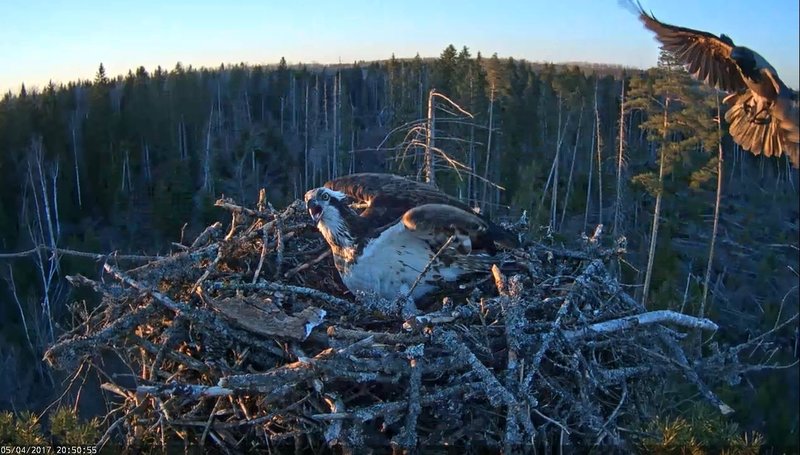 Eile õhtul käisid hallvaresed pesal hauduvat emaslind Irmat kimbutamas – munavargad proovivad oma oskusi