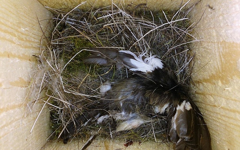 Hilisema pesitsusaladele saabujana üritab must-kärbsenäpp sageli rasvatihase pesakasti üle võtta. Mõnikord, harvadel juhtudel võib kärbsenäpp raevukas kakluses maksta oma eluga