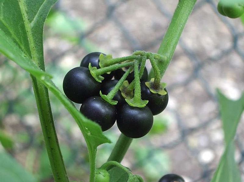 Must maavits, foto Wikimedia