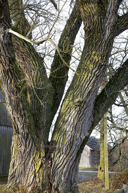 Imposantse tulnuka tüve ümbermõõt on 32 m ja võra läbimõõt muljetavaldavad u 6,1 m