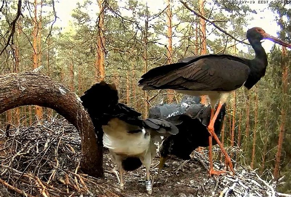 kurepoegade söömaaeg