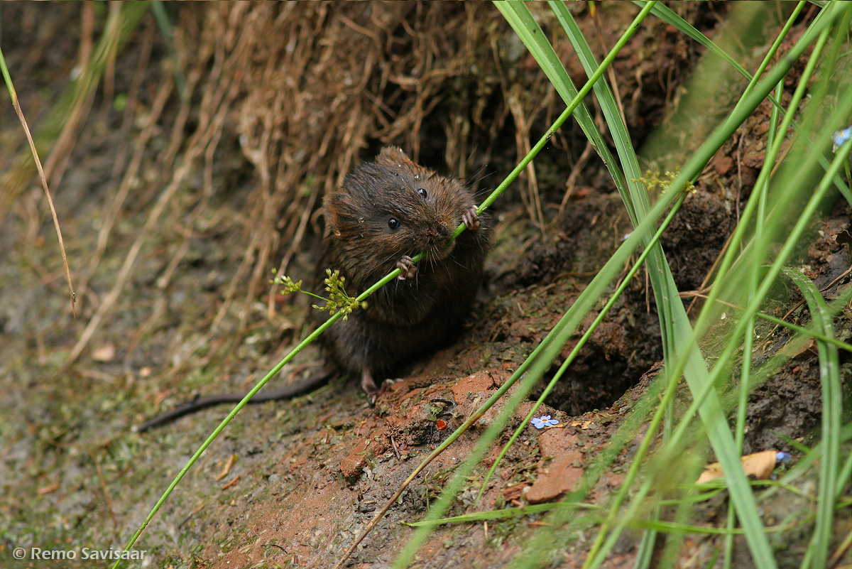 mügri