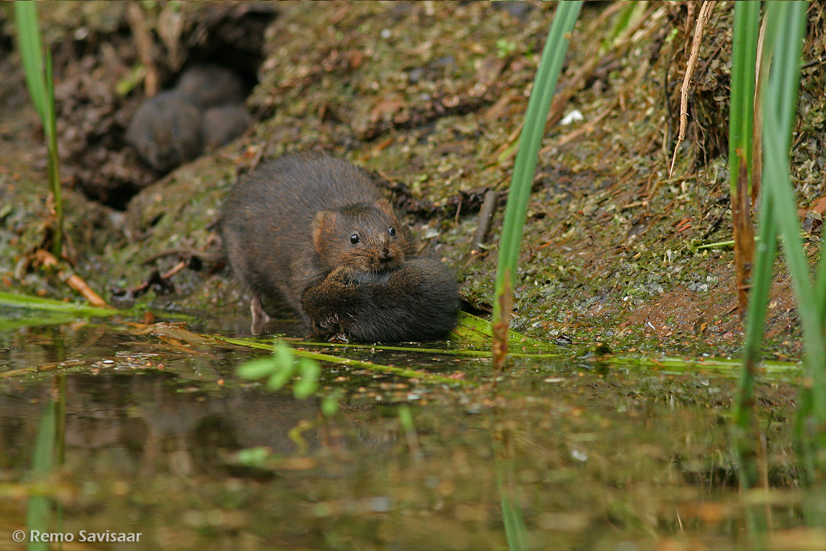 mügri