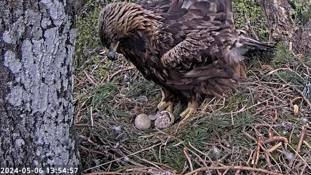 Kotkapoja tiib on täiesti nähtav