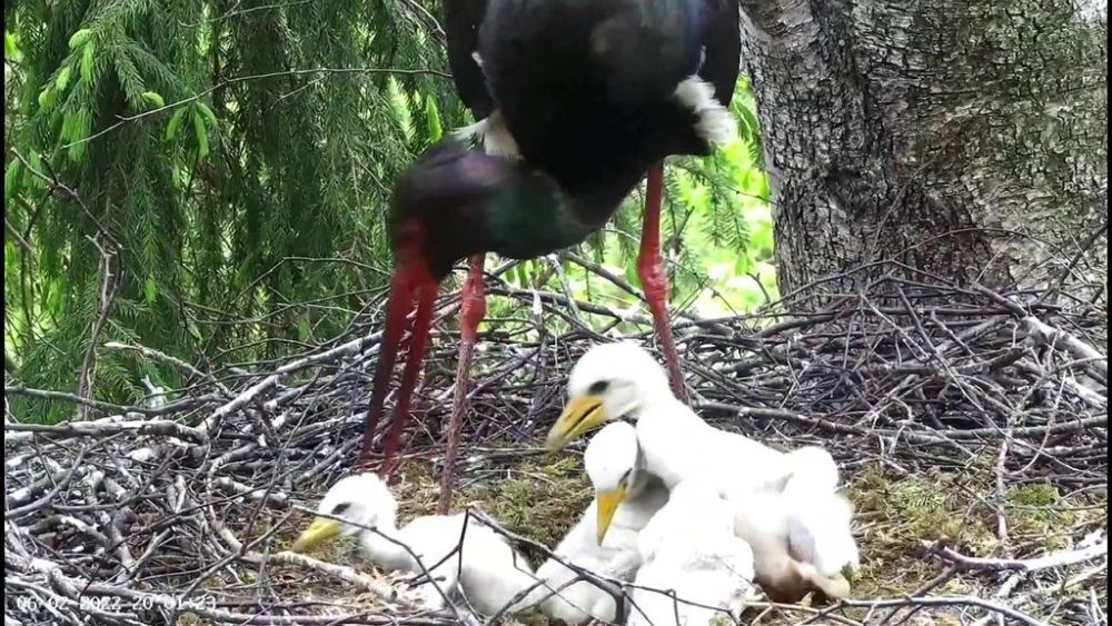 Kell kaheksa õhtul jäi pesasse neli kurepoega.