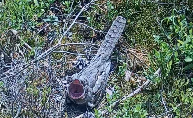 Öösorri nokk on lai, kurgupära suur ja nokanahk ääristatud harjassulgedega, et püüdmine tõhusam oleks