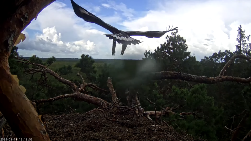 Vihmasaju lõppedes ehk umbes tunni möödudes kiirustas noor kotkas maailma avastama.