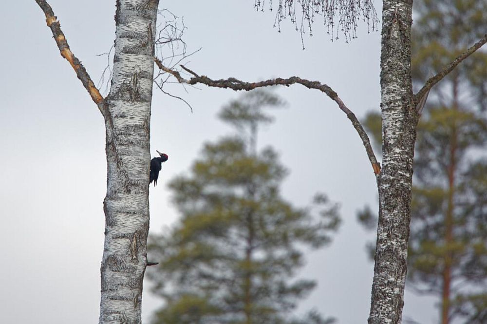 Musträhn eelistab pesakohana oksteta puutüvesid