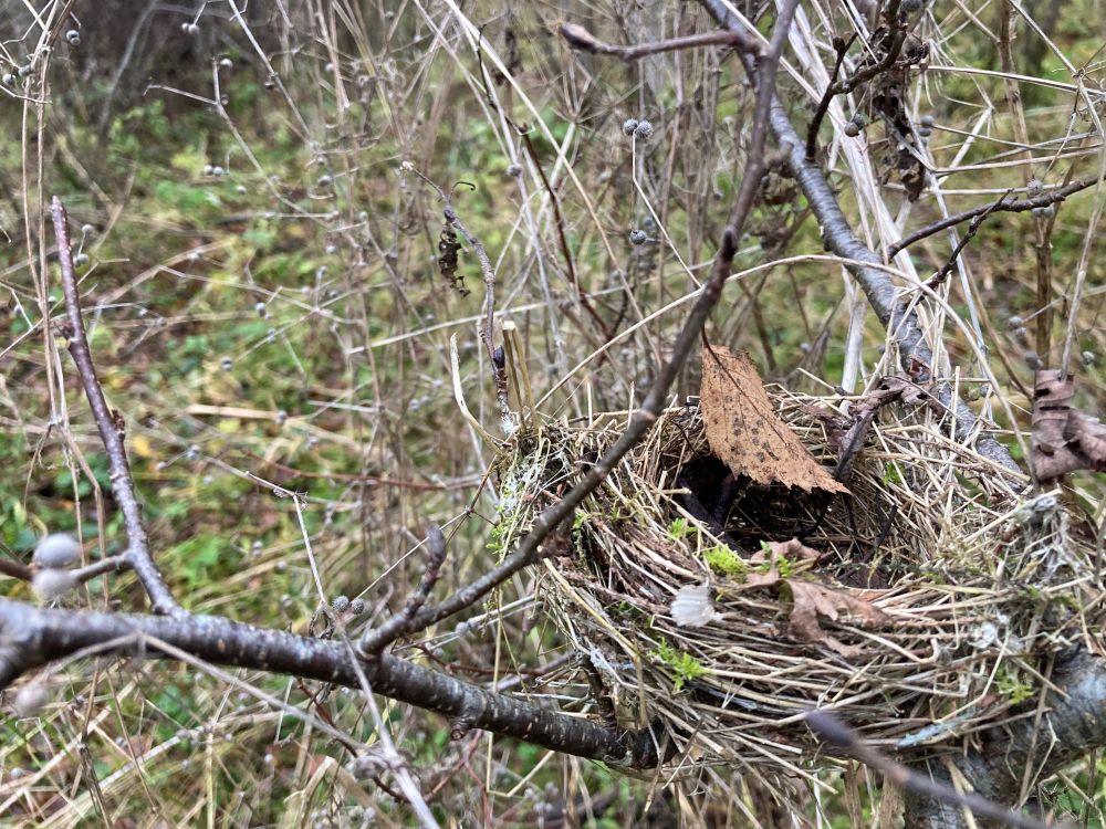 Omanikuta jäänud pesa