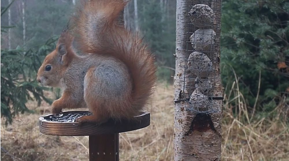 Orav talilinnukaamera toidumajal päevalilleseemneid söömas