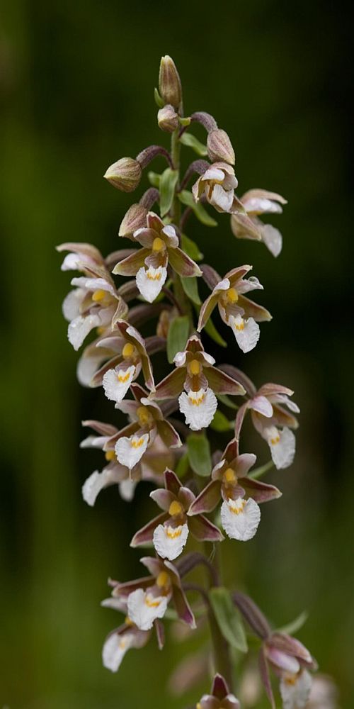 File:Phaius amboinensis.jpg - Wikipedia