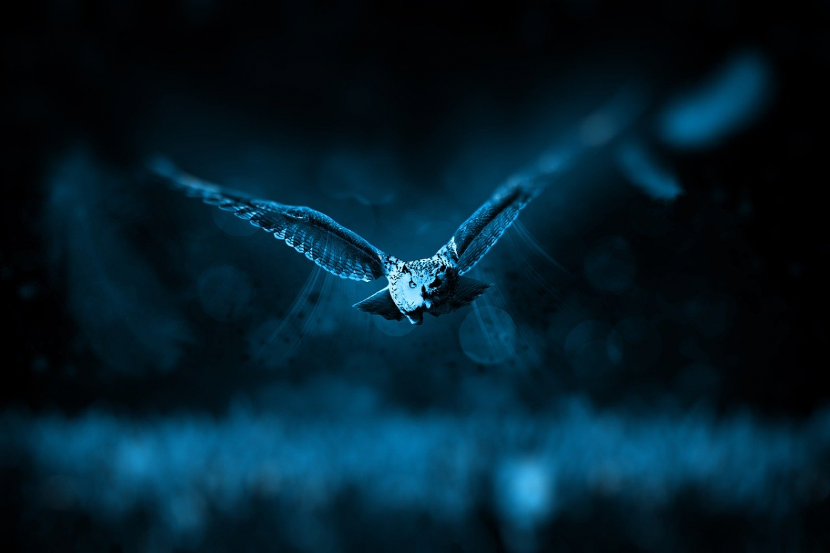 Owl