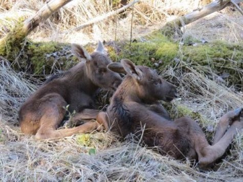 Paari-kolme päevased põdravasikad, kelle lähedusest tuli peale pildistamist Jaanil kiirelt eemalduda