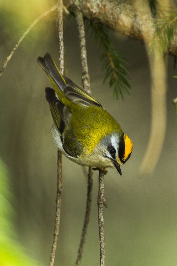 Lääne-pöialpoiss (Regulus ignicapillus) on isegi Eestis pesitsenud
