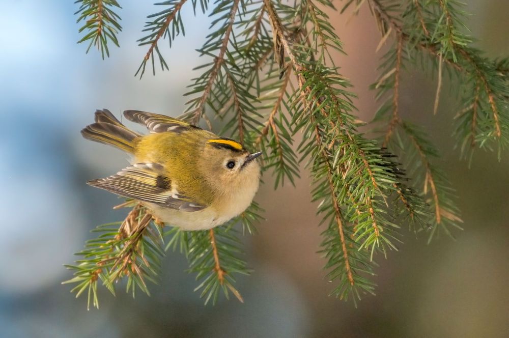 Eesti Ornitoloogiaühingu teabelehe Tiirutaja sügisnumbri peateemaks on klaaspindade hukutav mõju lindudele. Lugeda saab ka Põõsaspeal käivast arktiliste veelindude seirest.