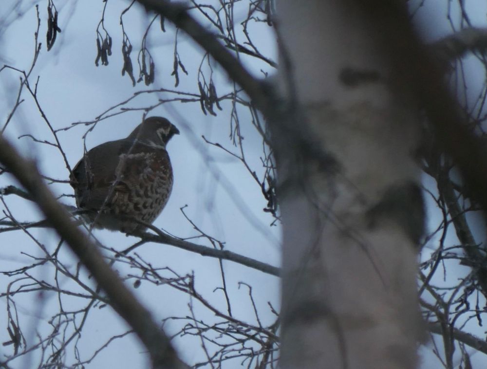 Laanepüüd tunneme ära pisikese pea ja jässaka kehaga järgi. Nii isas-, kui emaslinnud paistavad sarnase suurusega, kaaludes umbes kolme-neljasaja grammi ringis vahel.