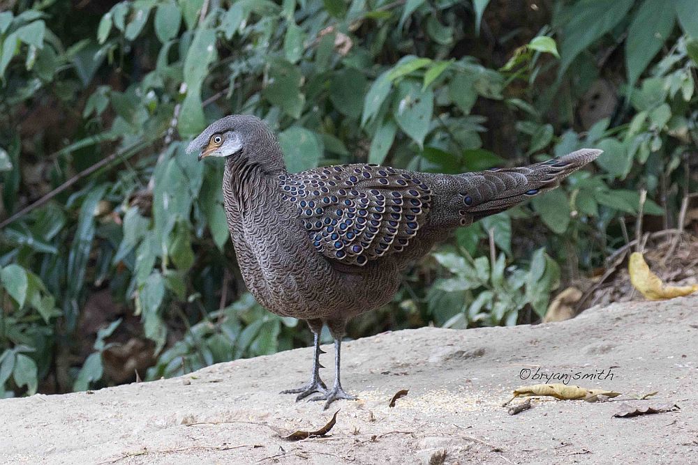 Faasanlaste sugukonda kuuluv hall-paabufaasan (Polyplectron bicalcaratum) on Hiinas ohustatud, kuid globaalselt mitte.