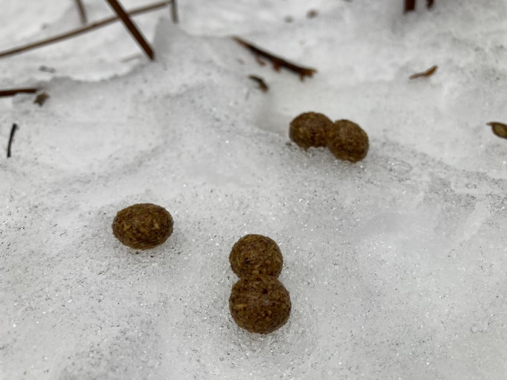 Valgejänese pabulad