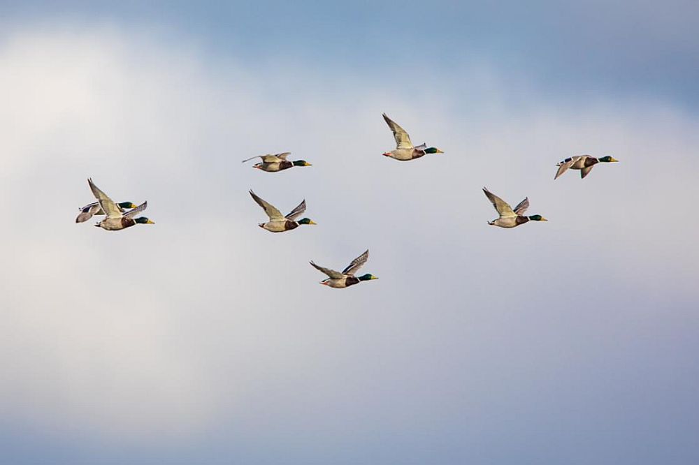 Sinikael-pardid lendavad kuni 60 km/h ja sama kiiresti võib levida üle Läänemere ka haigus