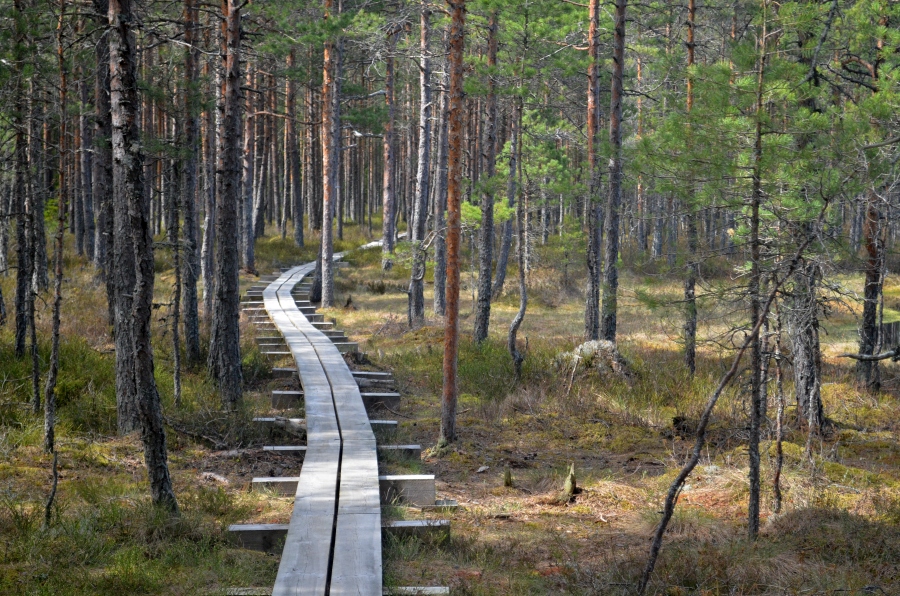 Tee Kõnnu-Suursoosse.