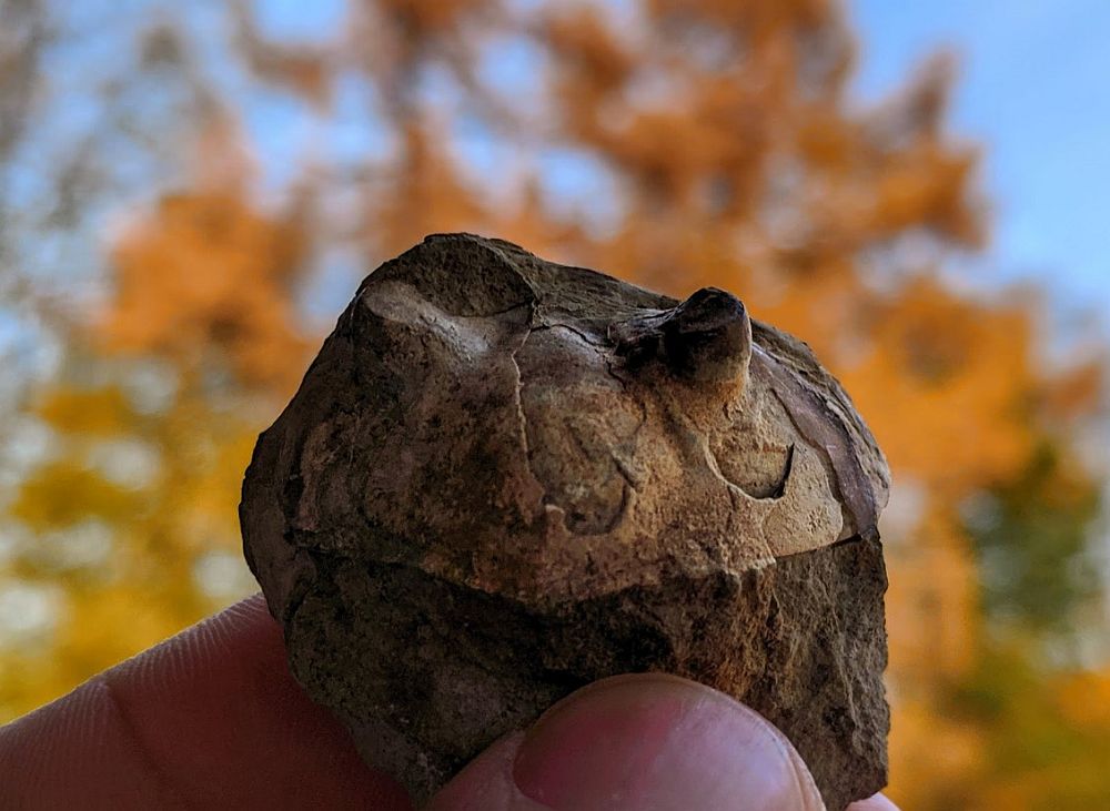 Trilobiidi pea (eestpoolt vaadatuna). Looma pealmine kitiinkest on maha kulunud, kuid silmad on hästi säilinud.