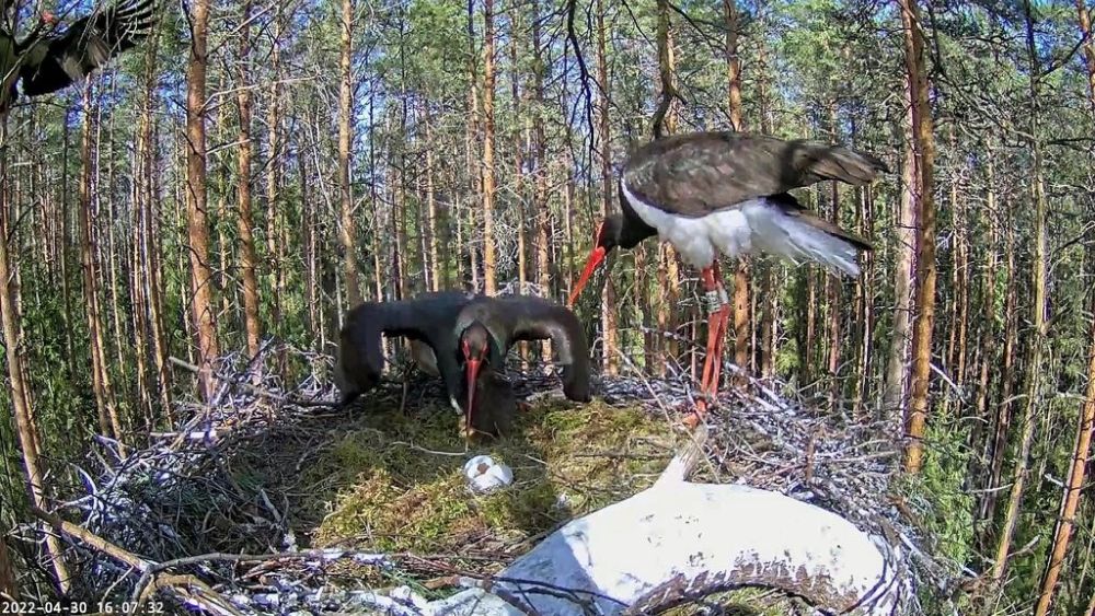 Kaia ja Karli pesaümbruses liigub võõras must-toonekurg: võõras lind vasakul, kui emaslind Kaia kaitseb mune ja rõngastatud isaslind Karl katsub olukorda jälgida.