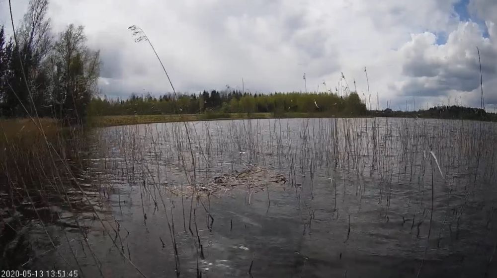 Tuttpüti lagunenud pesa, 13.05.2020.