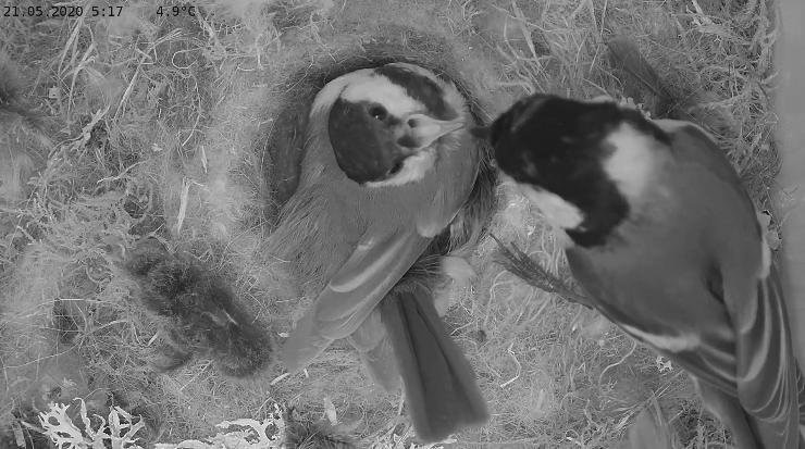 Kell veerand kuus hommikul tõi isaslind emaslinnule putukaid, et koorunud pojad söönud saaksid