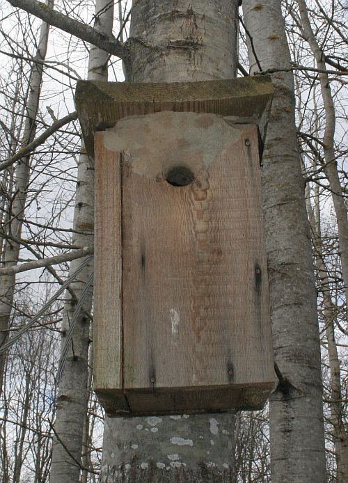 Savi või poriga väiksemaks müüritud puuõõnsuse või pesakasti ava on kindel märk siin elavast puukoristajast. 22.04.2017, Vana-Kuuste 