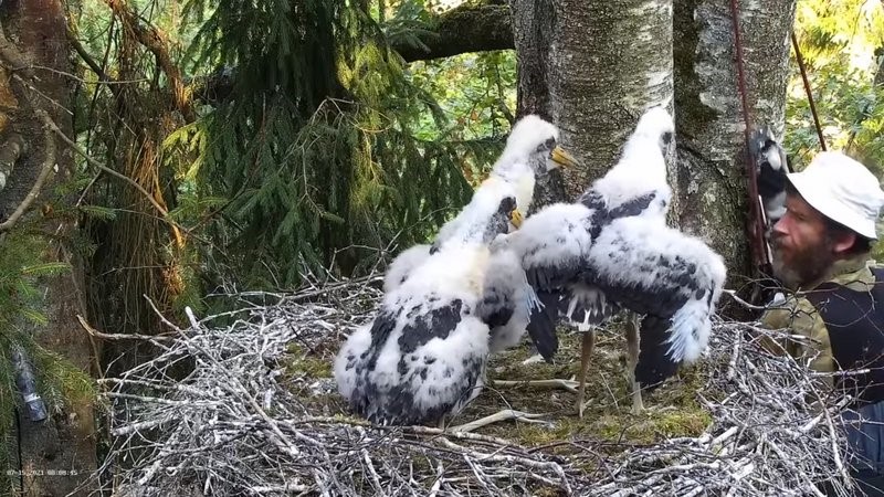 Pesal näeme Urmas Sellist ja pesa all rõngastab, mõõdab  ja võtab kurepoegadelt analüüse veterinaar Madis Leivits.