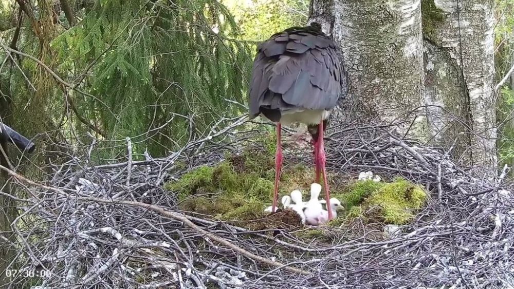 Nii, et saame eilse kuupäevaga 22. maiga märkida nelja must-toonekure poja koorumisepäeva.