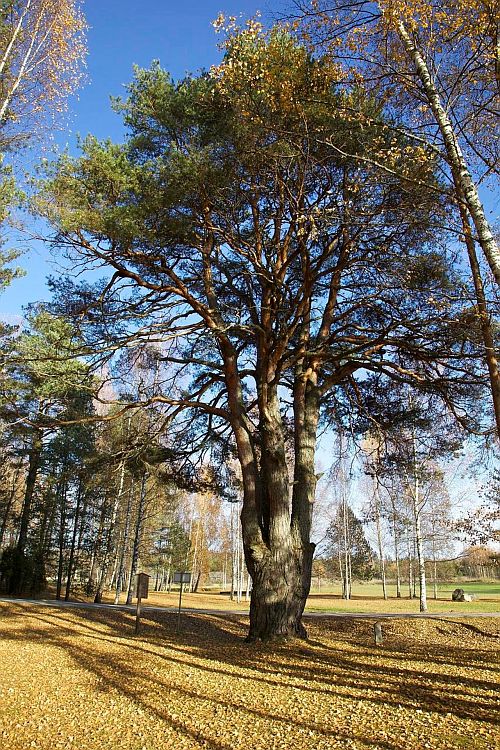 Verhuulitsa (Värska) lautsipettäi 