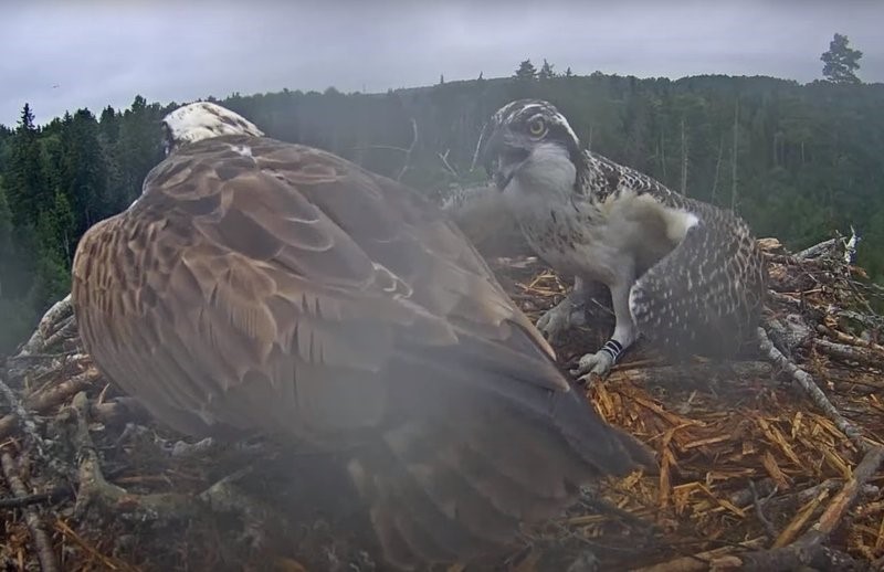Nii see elukogemuste omandamine käib, et vanalind näitab noorele kotkale (X7), kuidas peab käituma