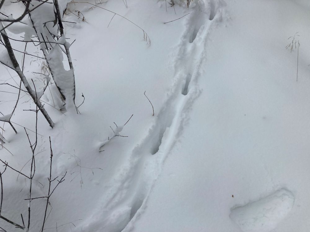 Metskitse jäljerida vast sadanud lumel