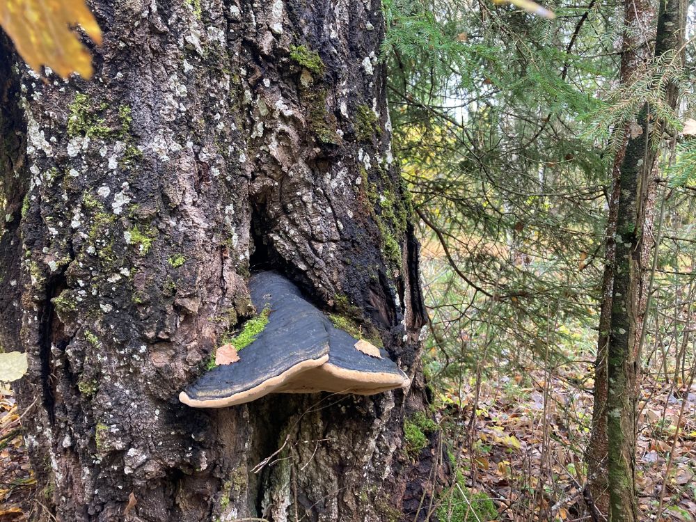 Valge südamemädaniku põhjustatud haruldase seene, haava tuletaeliku arvukus meie metsades on väike ja seega metsamajanuslikult ebaoluline.