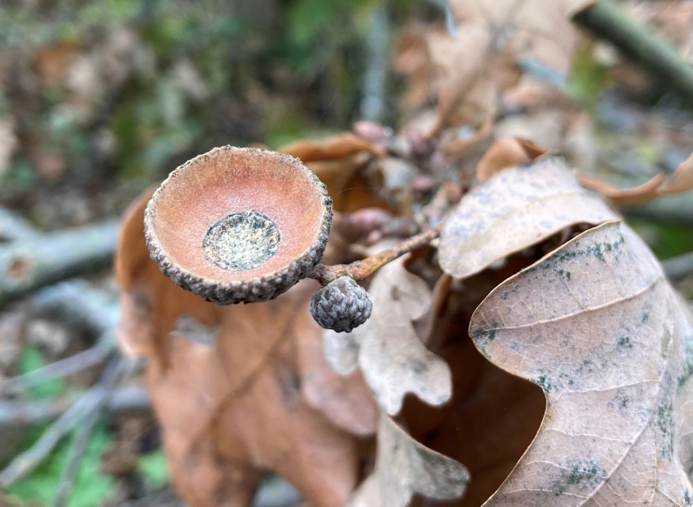Paistab, et ka tammetõru on karu maitstud