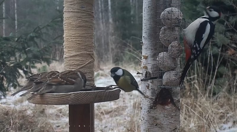 Saab ka päris sõbralikult