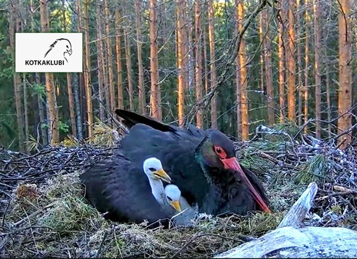 In Support of Estonian Eagle Club - Kotkaklubi