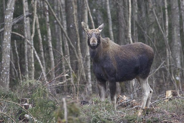 Võtsin nõuks teha autoga üks tiir, et jäädvustada kedagi-midagi kevade esimesest päevast. Ja ennäe - kedagi oligi. Põder pole küll mingi kevade kuulutaja, aga nii lähedalt suurt elukat näha ja temast videojupike saada pole kaugeltki lihtne võimalus. 