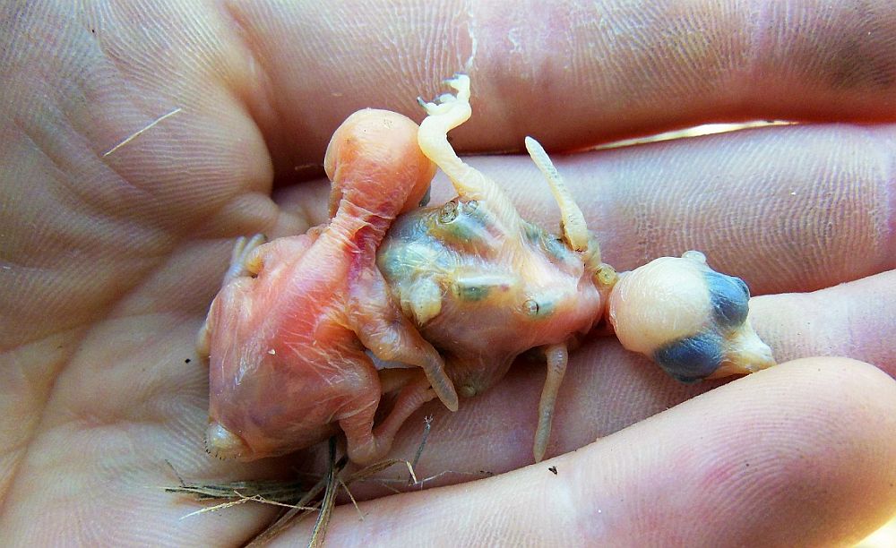 Parasiidiga nakatunud rohe-teemantlinnu poeg on kahvatum, kuna naha alla pugenud vaglad toituvad tema verest. 