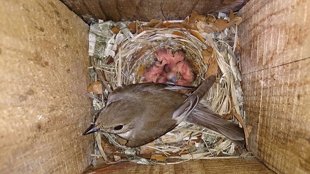 Uuringu käigus jälgiti must-kärbsenäpi poegade kasvamist alates nende koorumisest, mil pojad kaaluvad napilt üle ühe grammi. Kahe nädala jooksul suureneb nende kaal umbes 1 grammi võrra päevas.