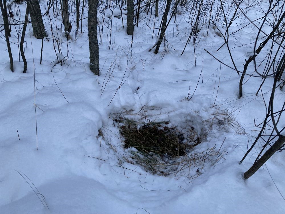 Metskitse magamis- või puhkease paistab üllatavalt väike, aga külmetushaiguste vältimiseks peab see olema pinnaseni kraabitud