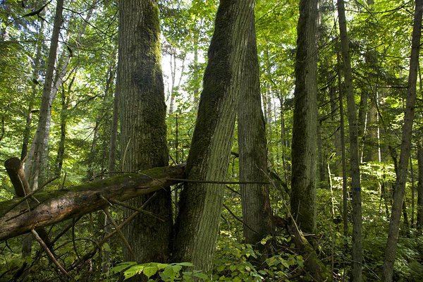 Poruni omapärases laialehises metsas leiab märkimisväärselt pirakaid pärnasid, vahtraid, jalakaid ja saari. Nii suured pärnad kasvavad meie oludes tavaliselt omapäi kuskil kultuurmaastikus, kus neil on valgust, ruumi ja kaitset räsivate ilmastikuolude eest.