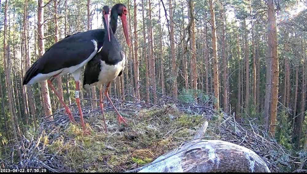 Esiplaani näeme isaslindu ja pöörame tähelepanu, et emaslinnu vasakul jalal on rõngas nr-ga 718U