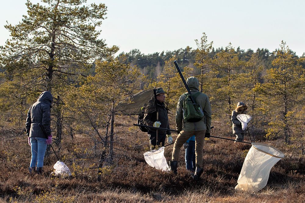 Eesti Loodusmuuseumi selle aasta esimene suurem ühine kogumisretk uue soode ekspositsiooni jaoks toimus Läänemaale, Risti kandis asuvale Kuistlema rabale