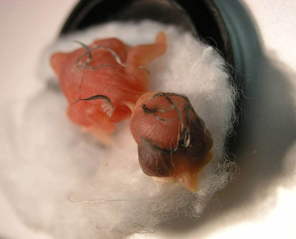 Rasvatihase vastkoorunud pojad kaaluvad napilt 1,5 grammi, kuid kasvavad kiiresti ning saavutavad maksimaalse kasvukiiruse 5.-6. elupäeval / foto: Marko Mägi