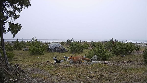 Kaks kohalikku merikotkast pole veel suurele kivile laskunud.