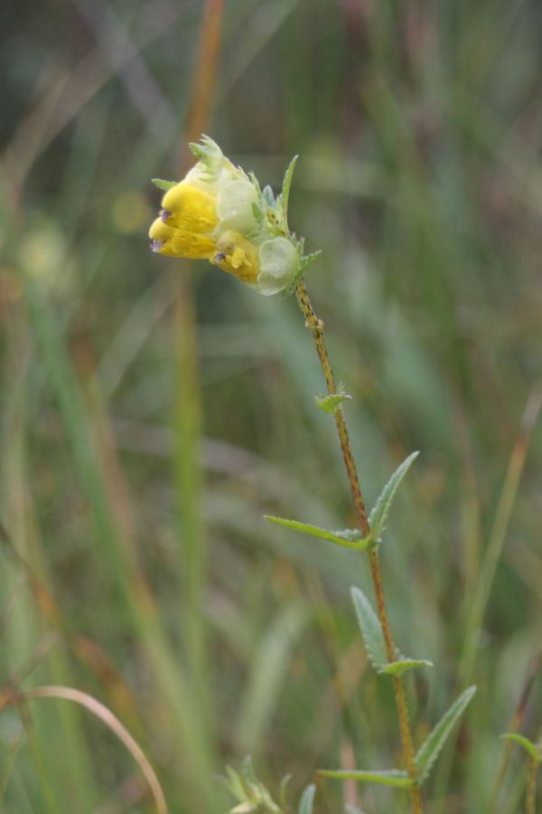 Saaremaa robirohi,