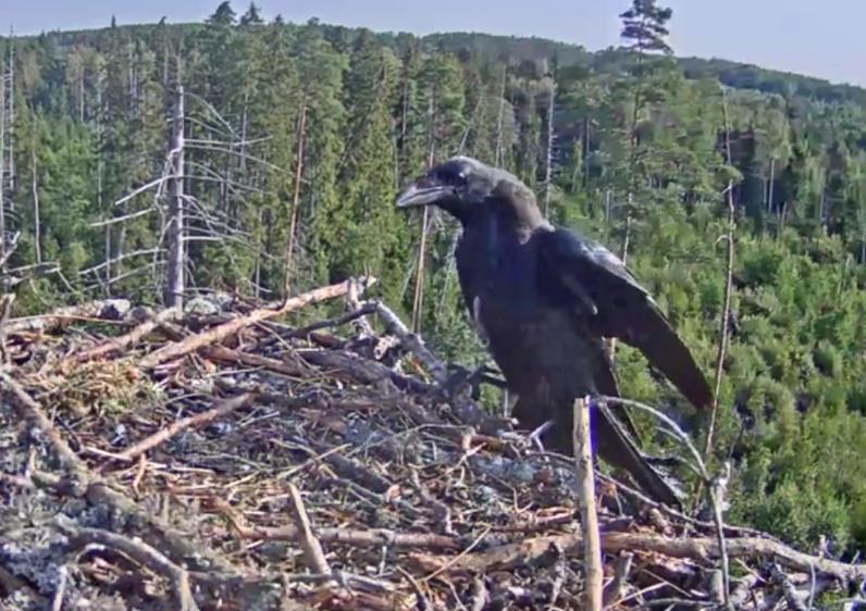 Kui pesa noorlindudest tühjaks jääb võime kohata erinevaid võõraid…