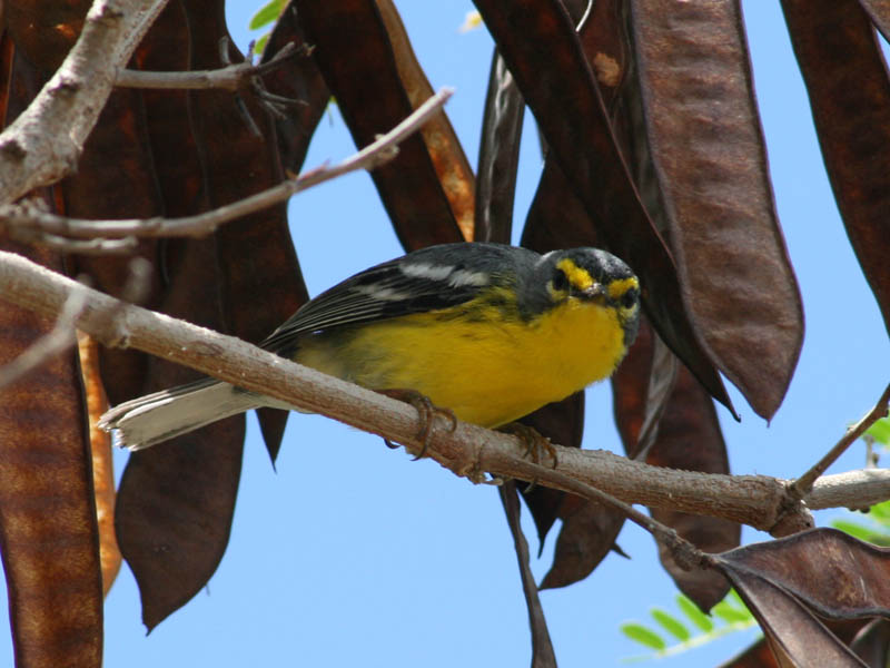 Antilli säälik (Setophaga adelaidae) 